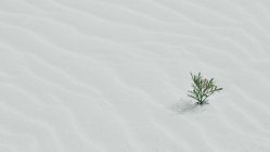 green tree on sand