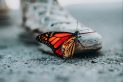 selective focus photo of butterfly on shoe