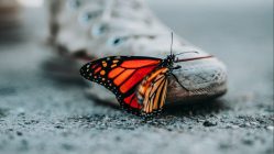 selective focus photo of butterfly on shoe